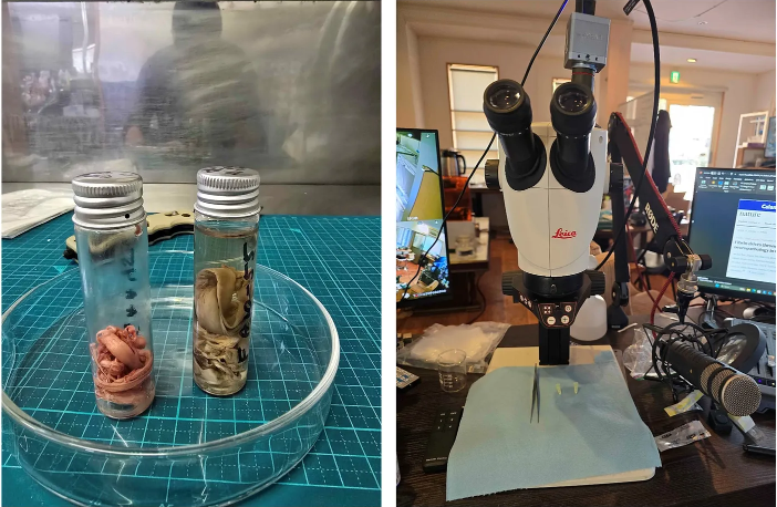 A view of the samples as received, under argon (LHS) or formalin, the dissection of the argon stabilized clot was conducted using a laboratory grade dissecting microscope where images were collected at 4K resolution.